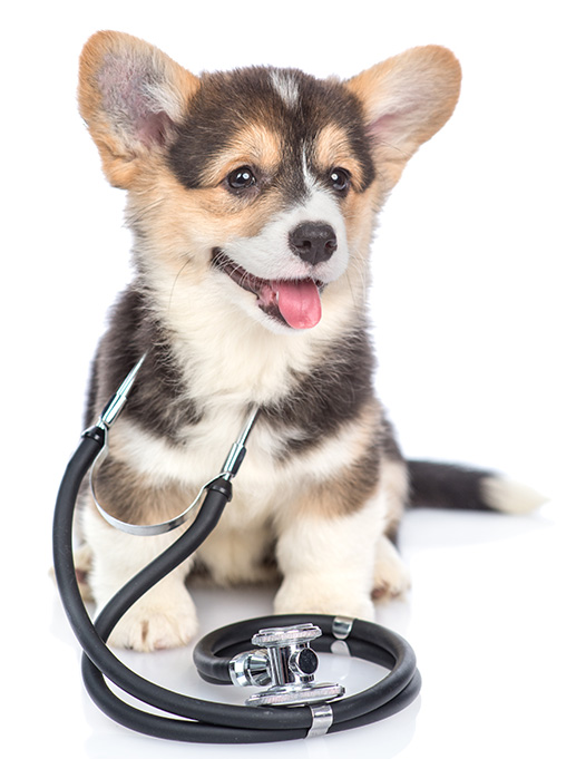 Pet Care Translations and Veterinary Translations